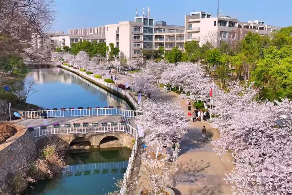 无人机航拍校园樱花大道全景图